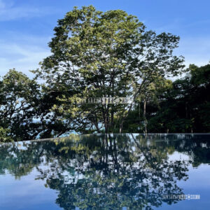 หินปูสระว่ายน้ำ หินธรรมชาติ