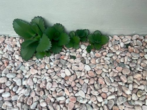 hsn-pebble-rosa-pink-tumbled-garden-pathway-minitree